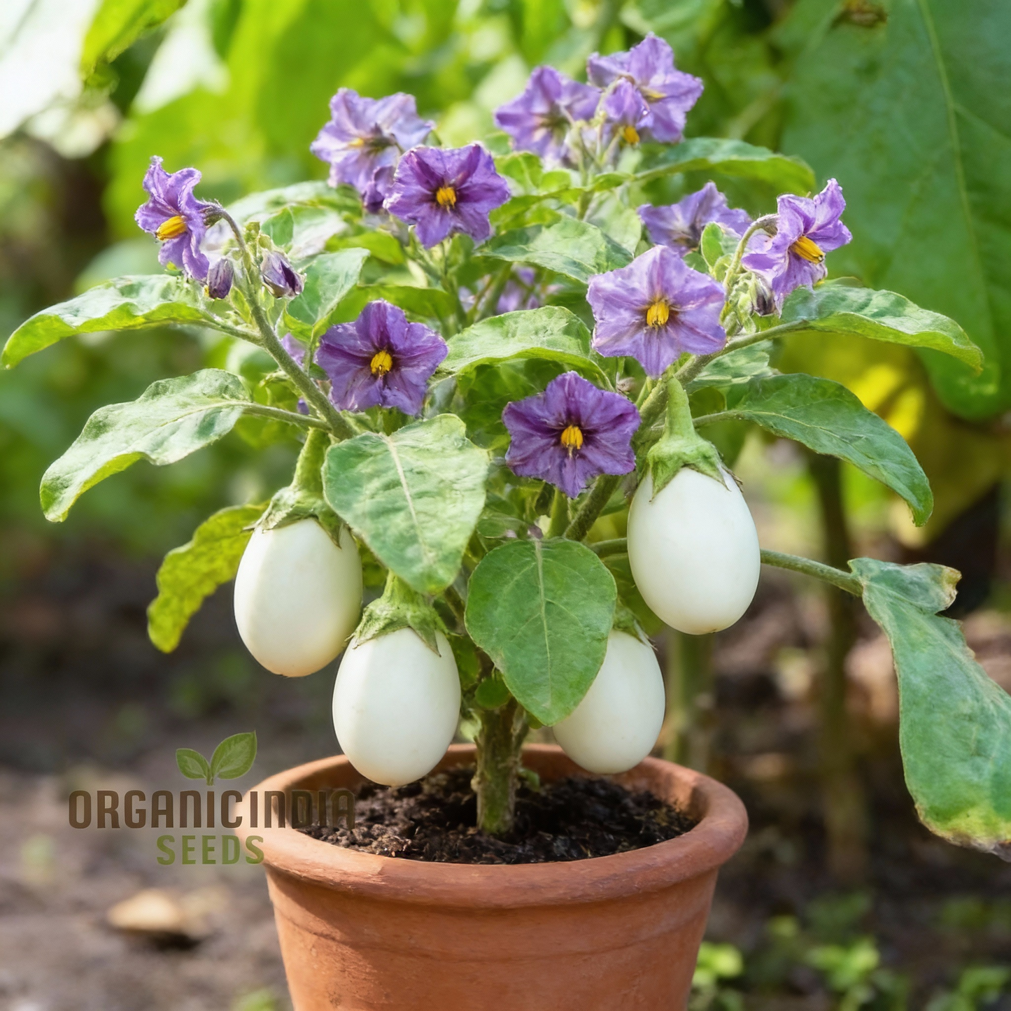 Aubergine Bonica F1 Hybrid Seeds for Planting – Vegetable Seeds