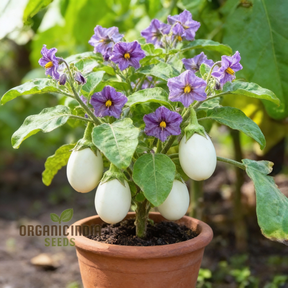 Aubergine Bonica F1 Hybrid Seeds for Planting – Vegetable Seeds