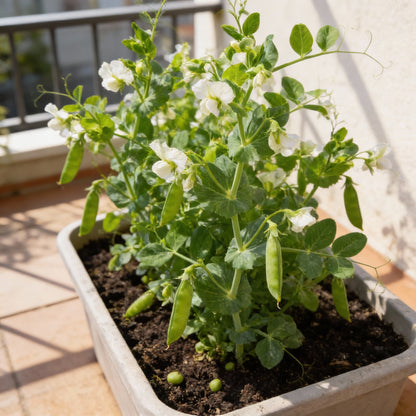 Pea Bean Vegetable Seeds High Quality Healthy Productive Variety