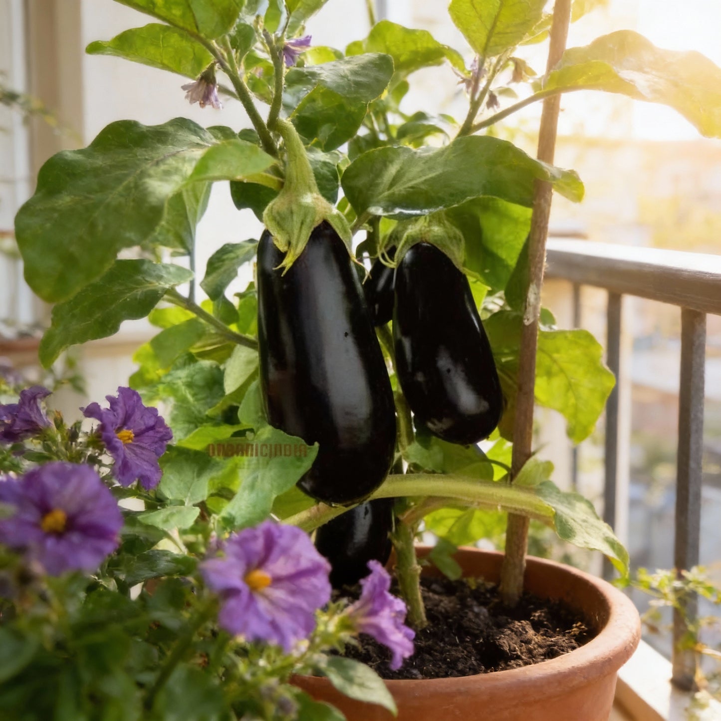 Brinjal F1 Crypton Kranti Vegetable Seeds – Eggplant for Planting