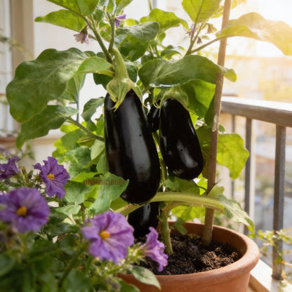 Brinjal F1 Crypton Kranti Vegetable Seeds – Eggplant for Planting