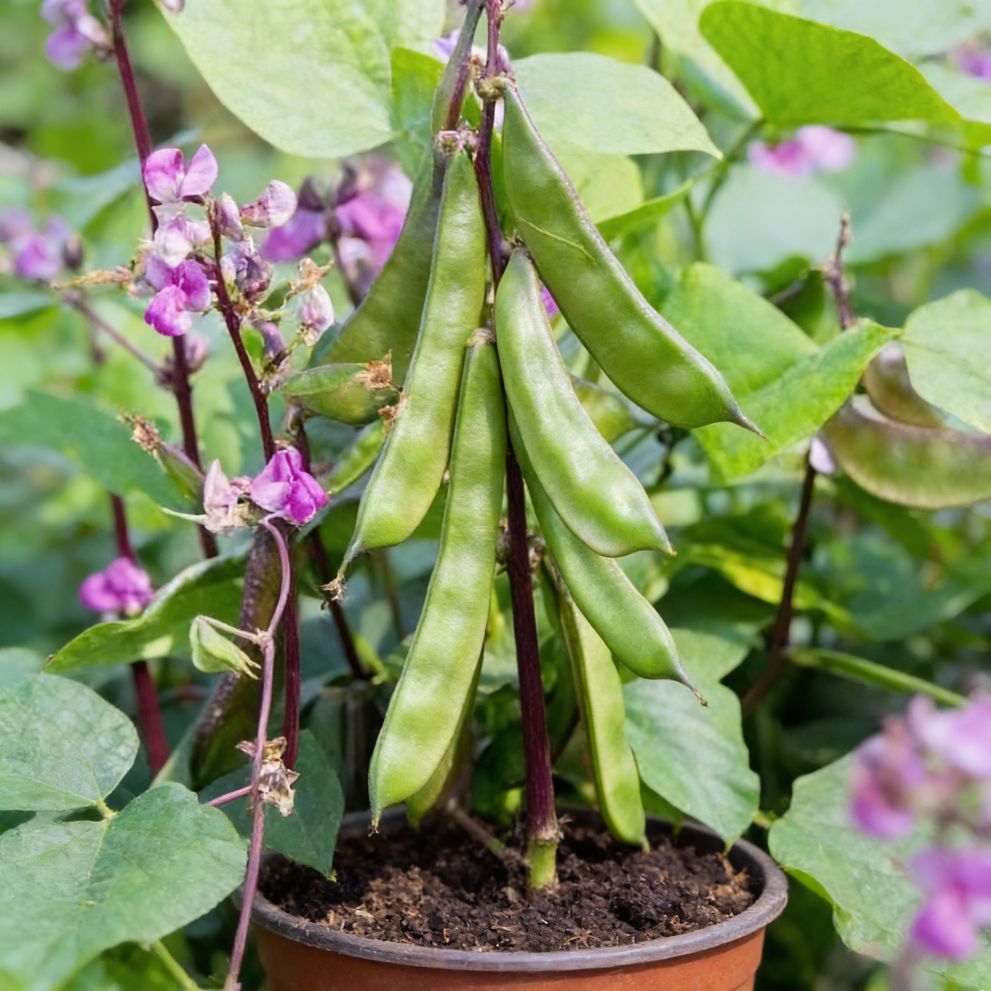 Hyacinth Bean Seeds – Lablab purpureus