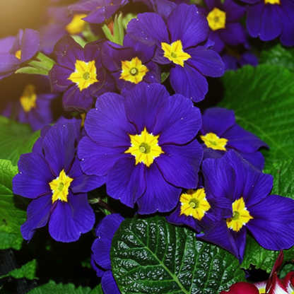 Portal Cool Blue Evening Primrose Seeds - Evening Primrose Flower Seeds for Garden