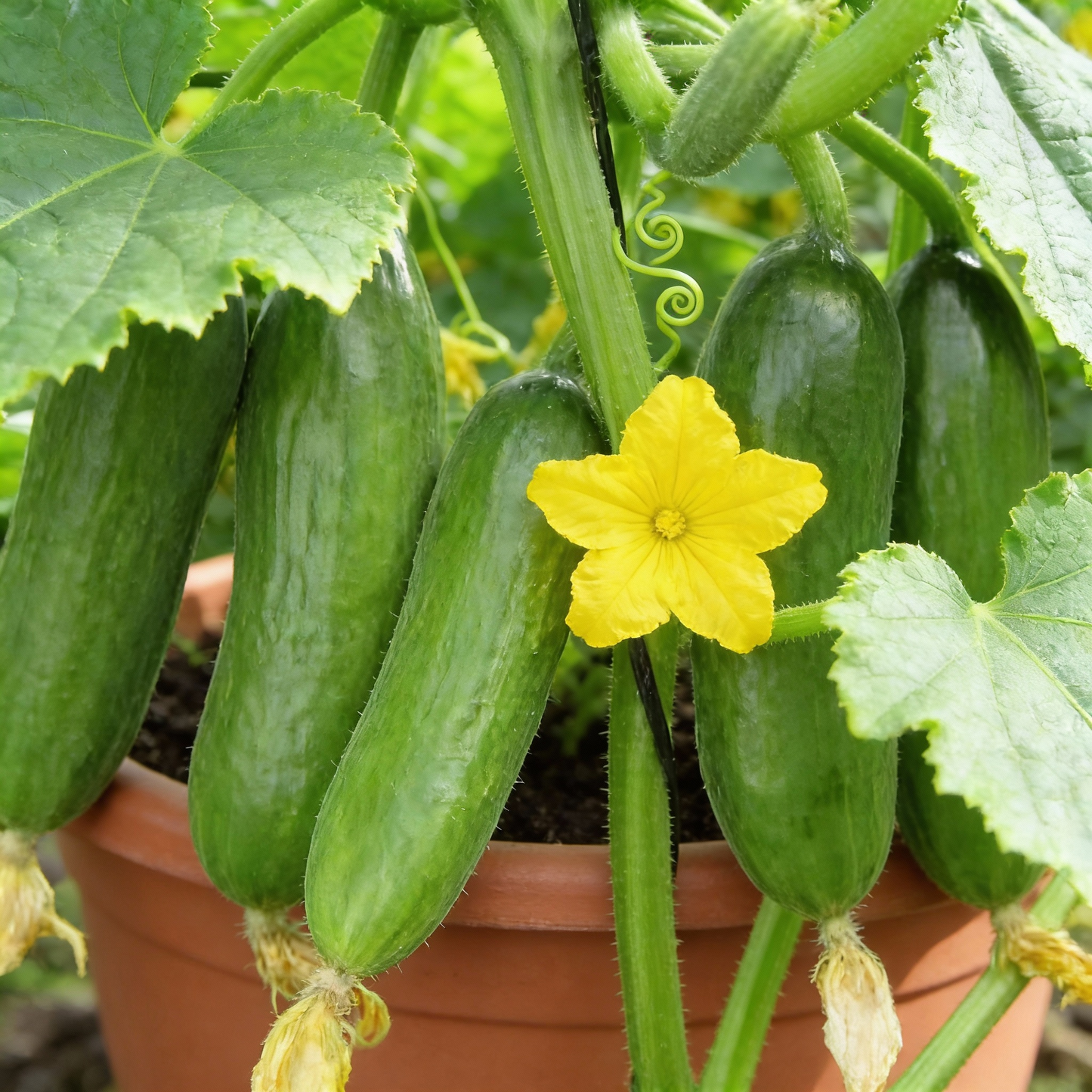 Harmonie Cucumber Seeds Productive Crisp Ideal for Fresh Eating and Pickling