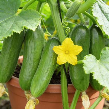 Harmonie Cucumber Seeds Productive Crisp Ideal for Fresh Eating and Pickling