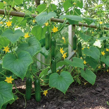 Cucumber Carmen F1 Seeds for Planting