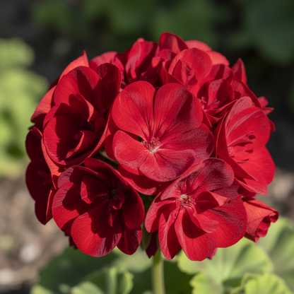 Nema Dark Red Geranium Seeds for Planting