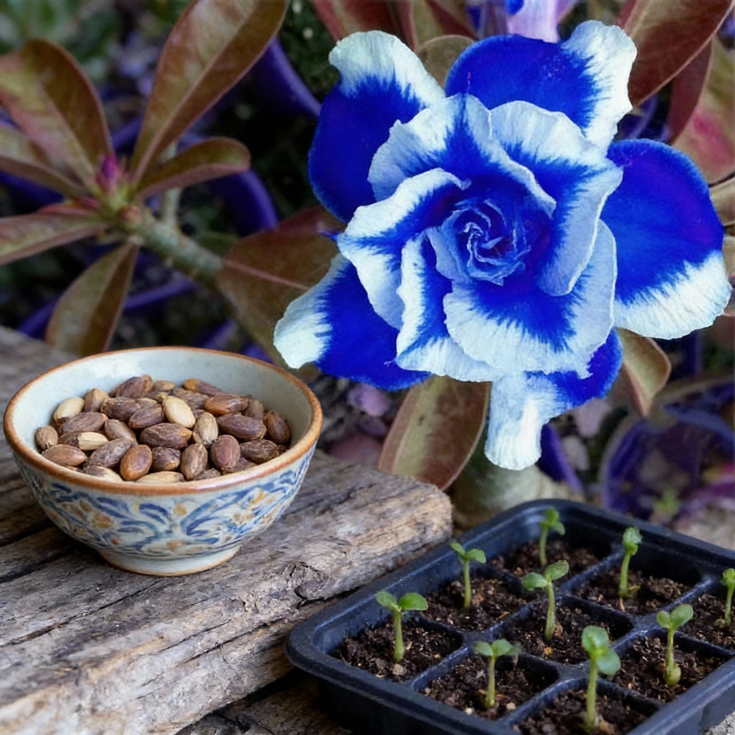 Blue White Desert Rose Seeds for Planting - Adenium
