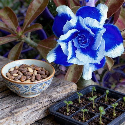 Blue White Desert Rose Seeds for Planting - Adenium
