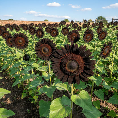 Fresh Deep Black Sunflower Seeds – Rare Ornamental Variety