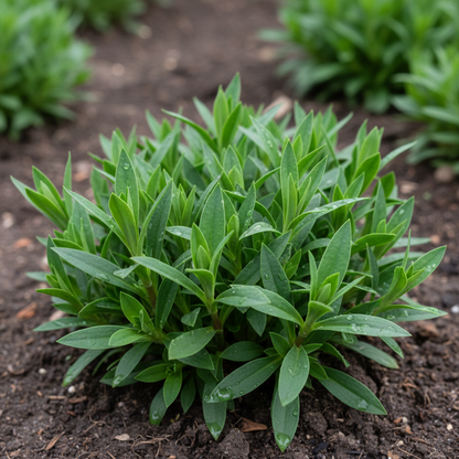 Dianthus Barbatus Auricula Eyed Mix Flower Seeds for Garden Planting