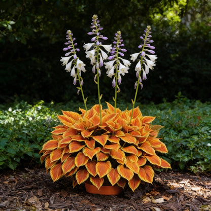 Orange Hosta Seeds for Planting - Shade Garden Perennial