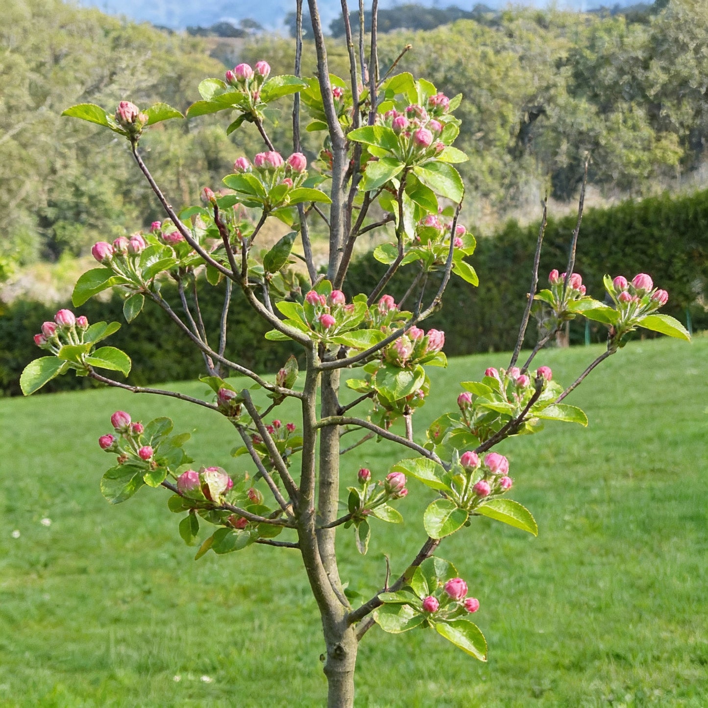 Northern Magnolia Tree Seeds for Garden Planting