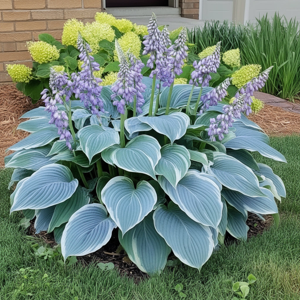rare-blue-hosta-seeds-grow-stunning-blue-green-shade-foliage
