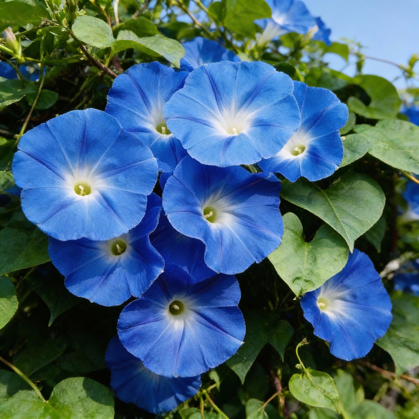 Indigo Blue Petunia Seeds for Gardens and Containers