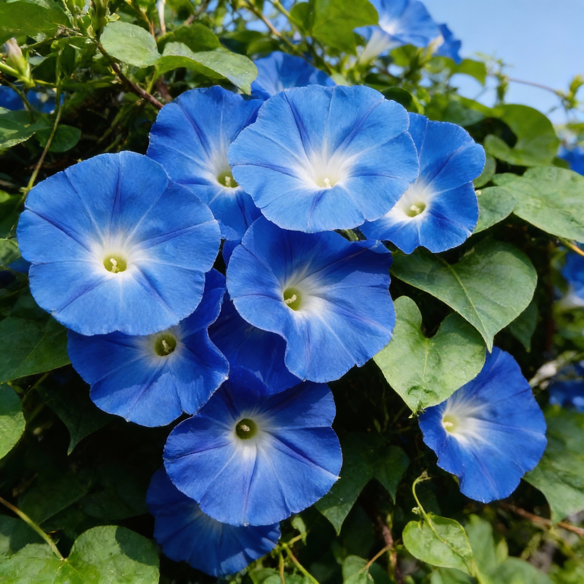 indigo-blue-petunia-seeds-for-gardens-and-containers