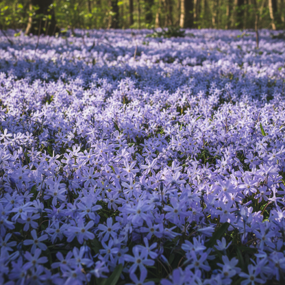 Campanula Poscharskyana Seeds for Garden Planting