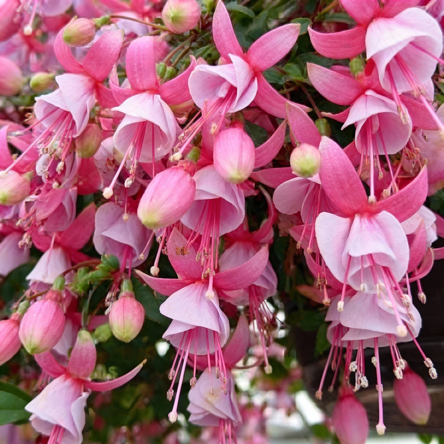 Pink Fuchsia Flower Seeds for Garden Planting