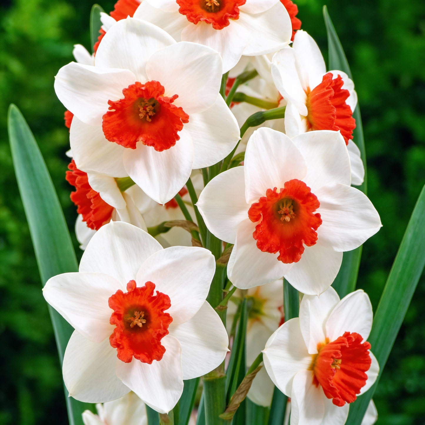 Daffodil Seeds White and Red Blooms for Garden Planting
