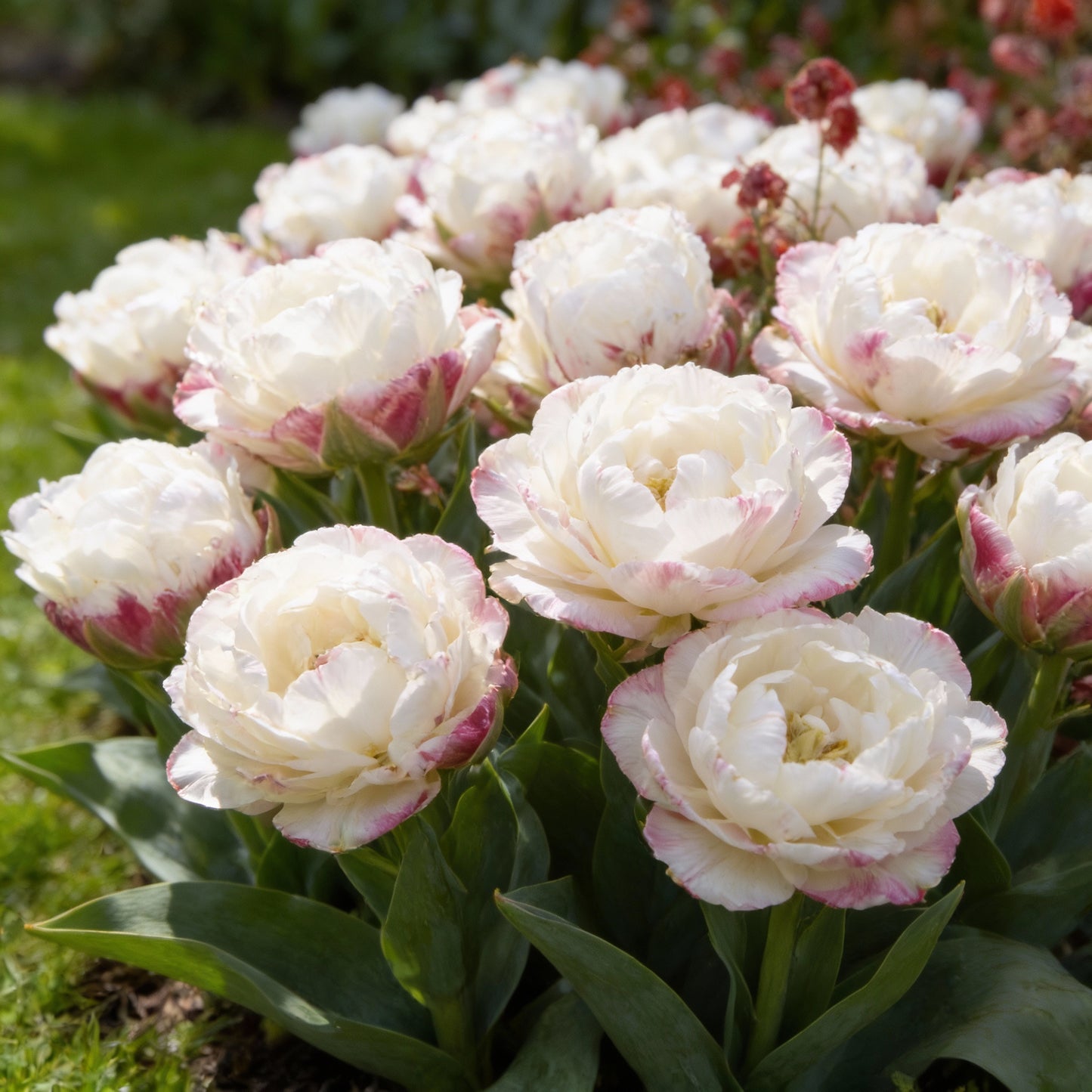 Ice Cream Tulip Flower Seeds for Garden Planting