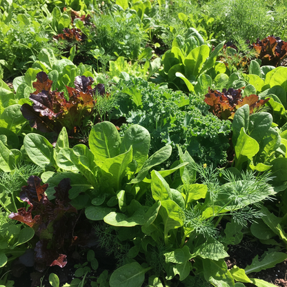 Salad Leaves Mesclun Mixed Seeds – Diverse & Nutritious Fresh Leaf Blend