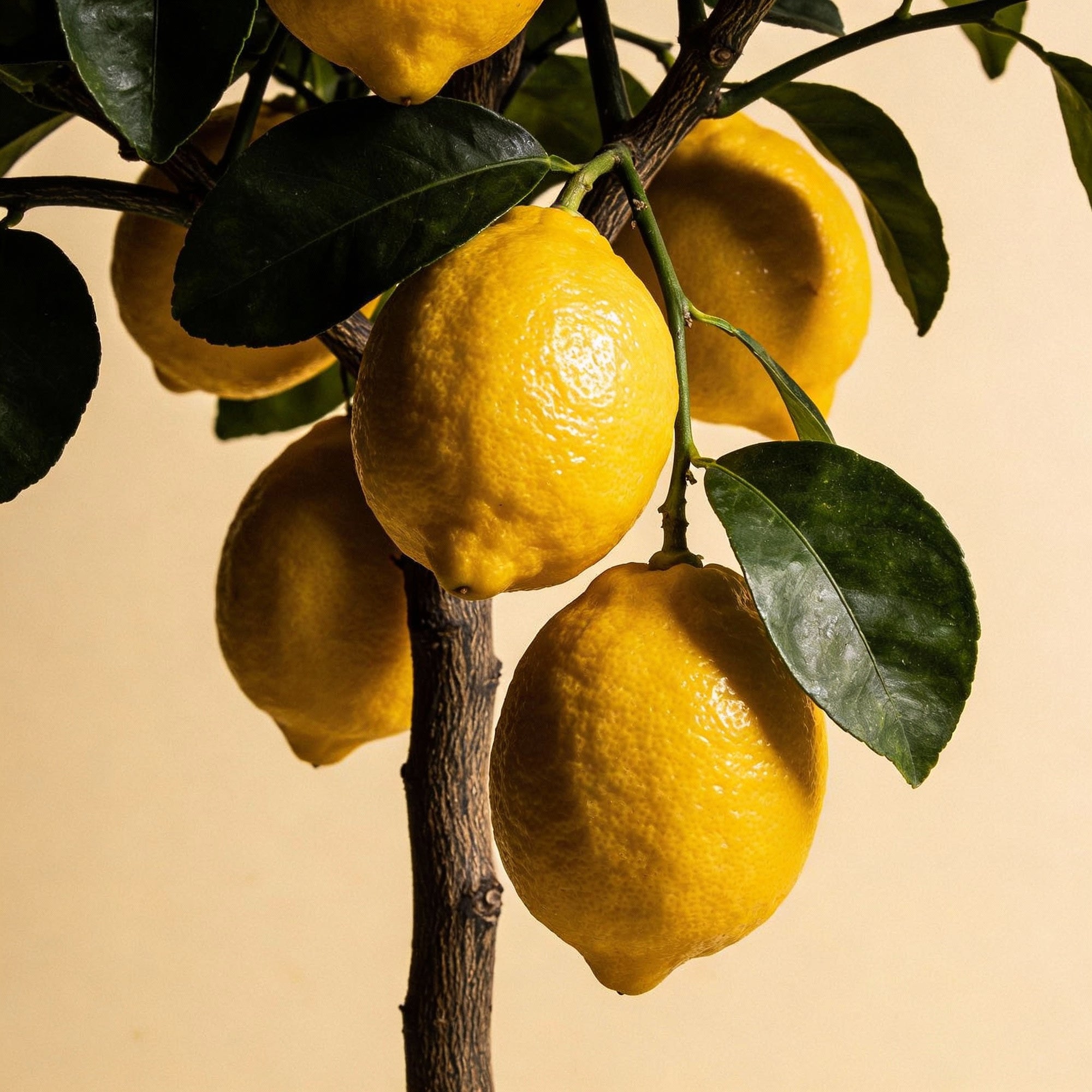 verna-lemon-seeds-for-planting-lemon-fruit-seeds