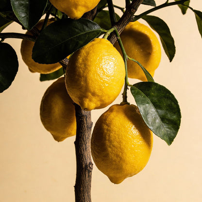 Verna Lemon Seeds for Planting – Lemon Fruit Seeds