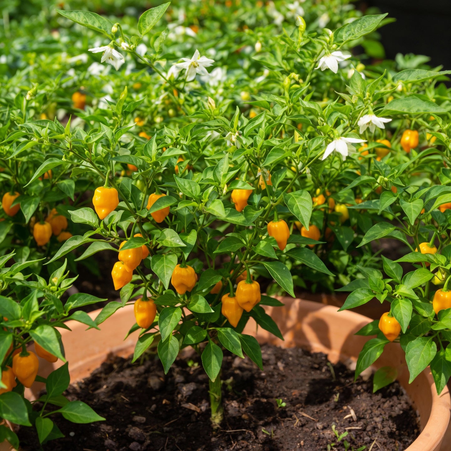 Datil Pepper Seeds for Planting