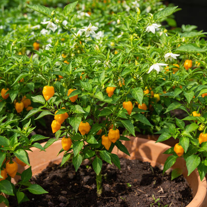 Datil Pepper Seeds for Planting