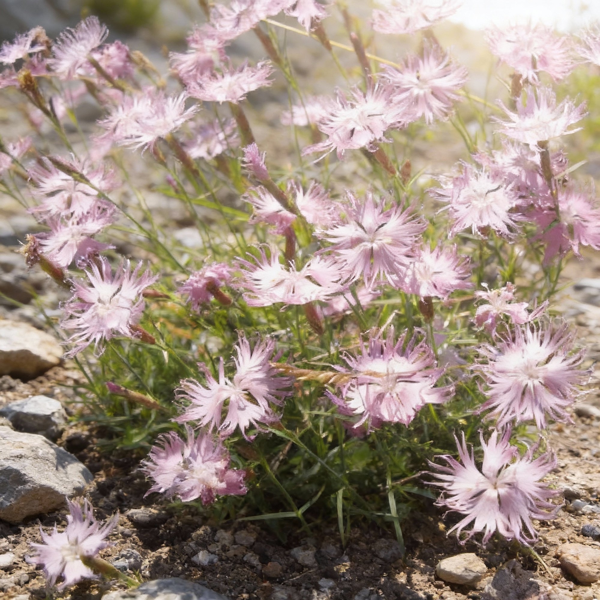 dianthus-monspessulanus-flower-seeds-alpine-perennial-for-planting
