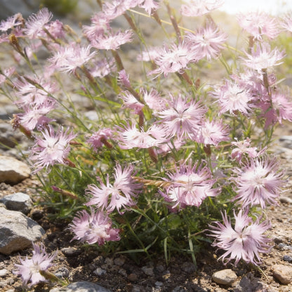 Dianthus monspessulanus Flower Seeds – Alpine Perennial for Planting