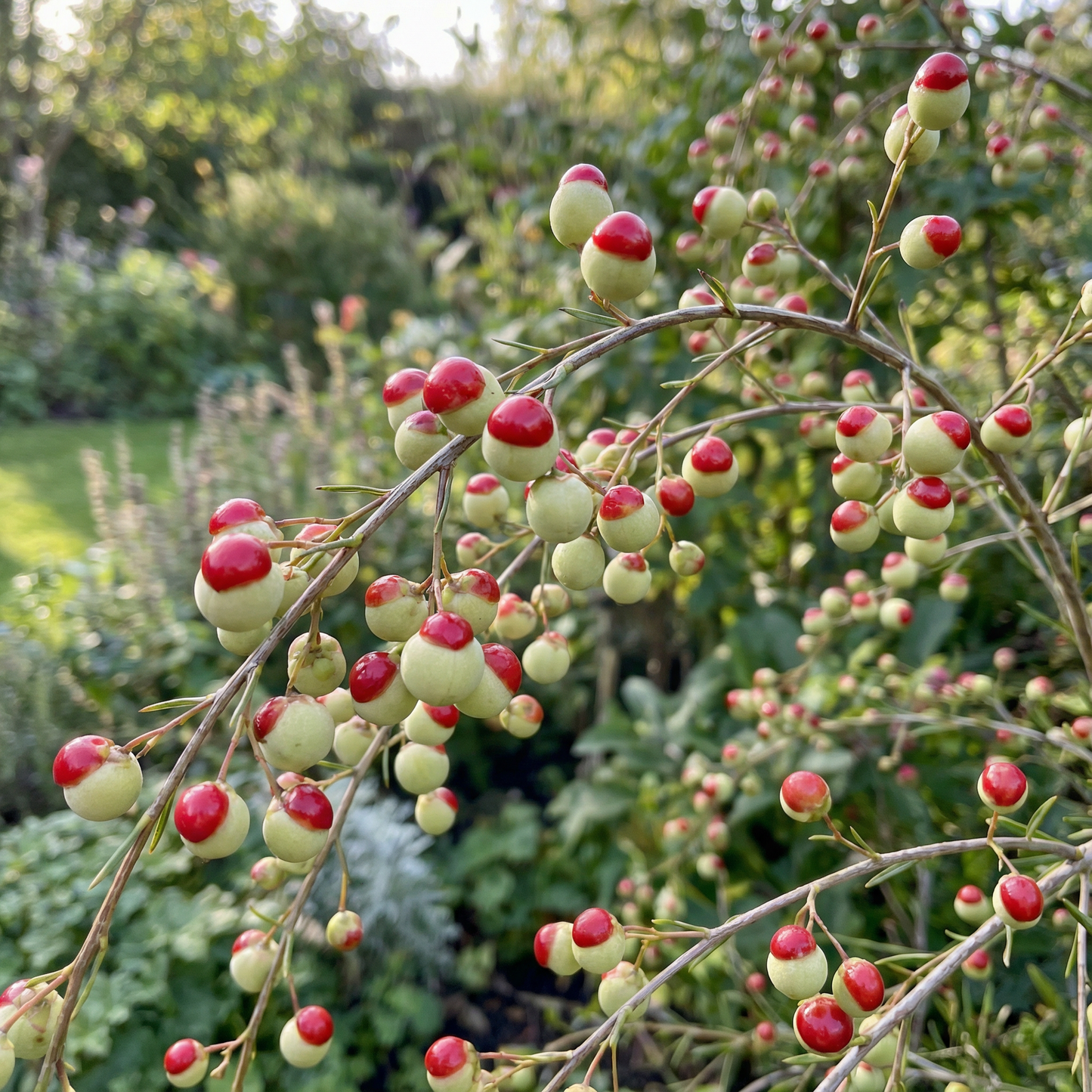 Illyarrie Red Cap Gum Wildflower Seeds – Premium Australian Eucalyptus for Gardens