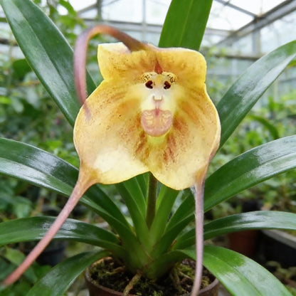Monkey Face Orchid Seeds (Dracula simia) – Rare Exotic Perennial Orchid