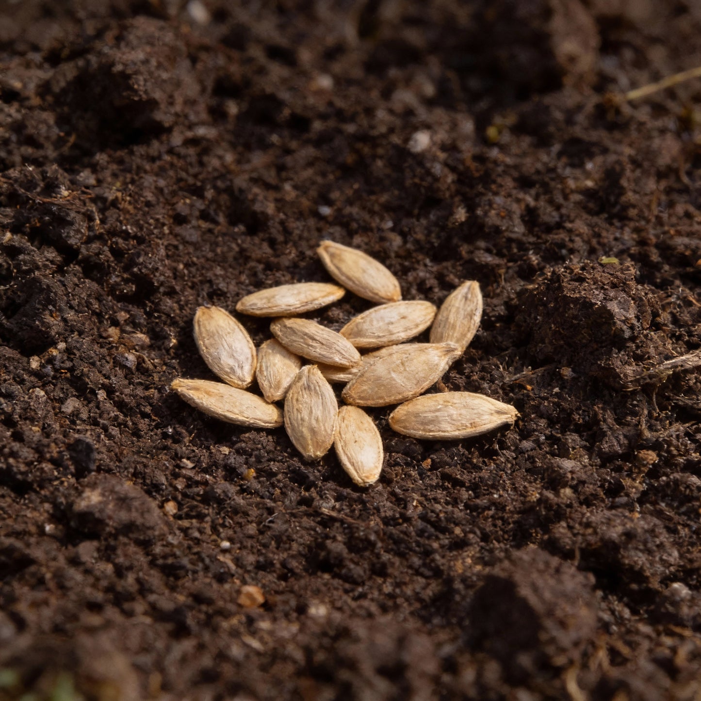 Heirloom Pumpkin Mix Seeds for Planting – Vegetable Seeds for Home Gardening