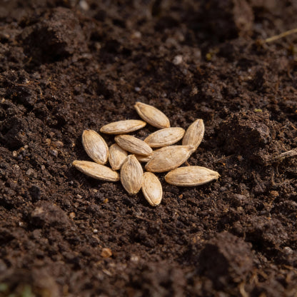 Heirloom Pumpkin Mix Seeds for Planting – Vegetable Seeds for Home Gardening