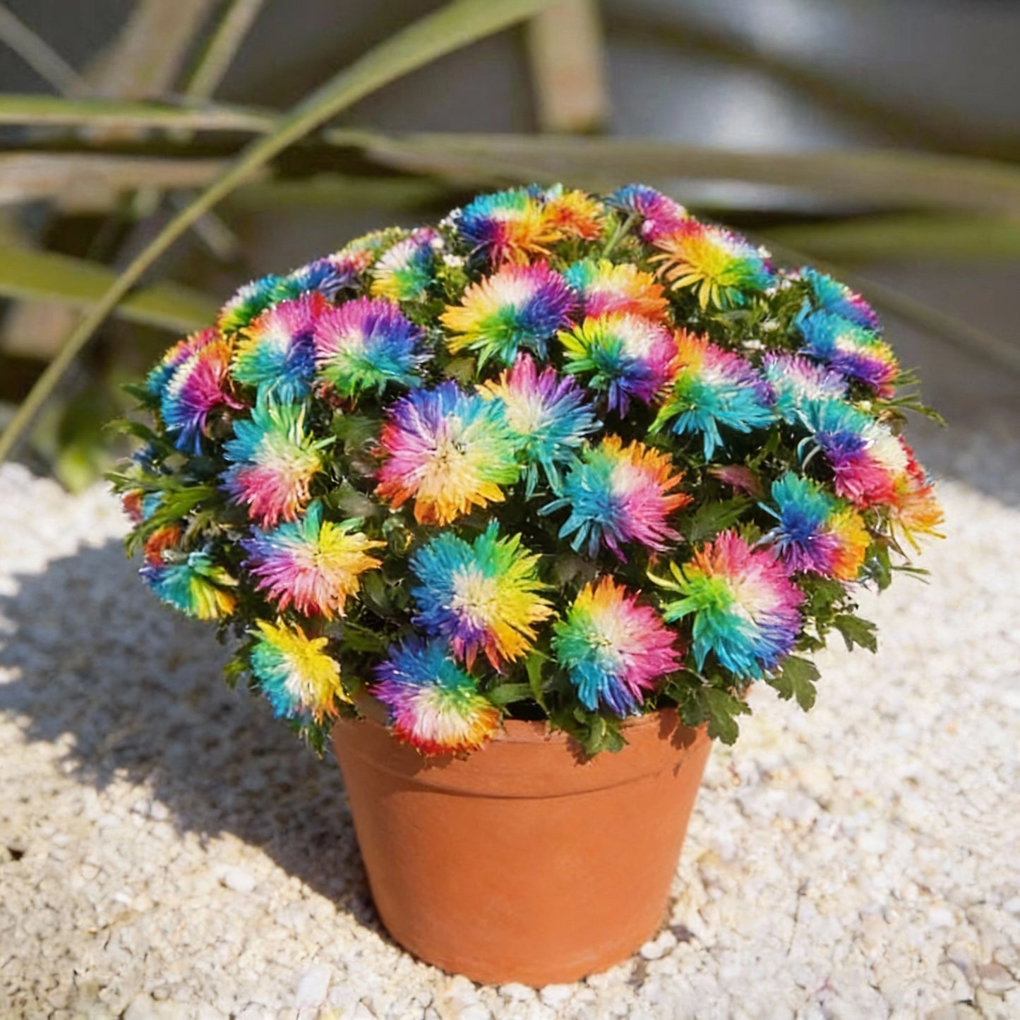 Dwarf Rainbow Chrysanthemum Flower Seeds for Planting – Compact Blooms
