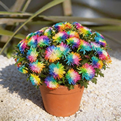 Dwarf Rainbow Chrysanthemum Flower Seeds for Planting – Compact Blooms