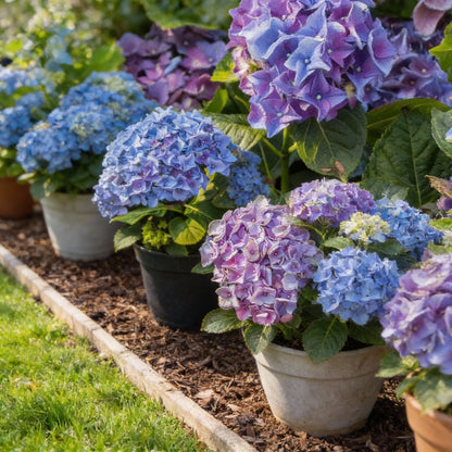 All Season Dwarf Hydrangea Flower Seeds – Hybrid Variety