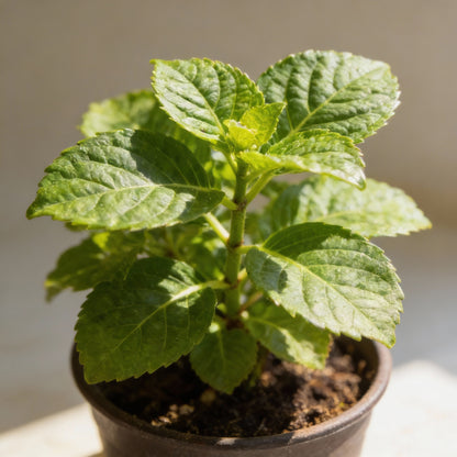 All Season Dwarf Hydrangea Flower Seeds – Hybrid Variety