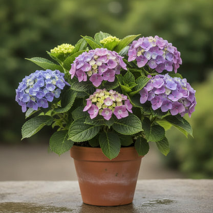All Season Dwarf Hydrangea Flower Seeds – Hybrid Variety