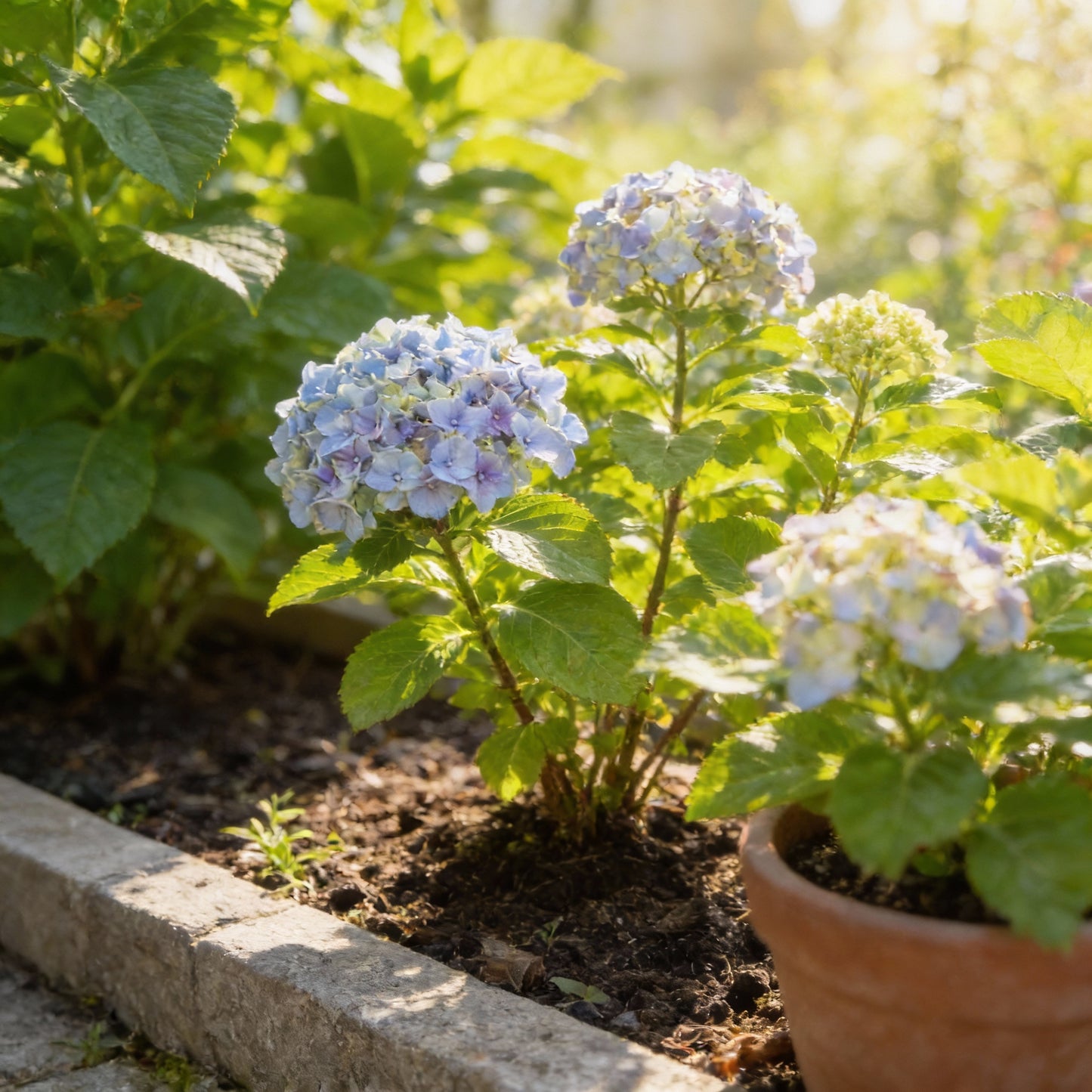 All Season Dwarf Hydrangea Flower Seeds – Hybrid Variety