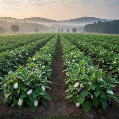 Aubergine Jewel F1 Mix Vegetable Seeds