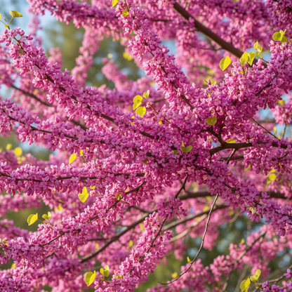 Eastern Redbud Tree Seeds (Cercis canadensis) – Ornamental Flowering Tree Seeds