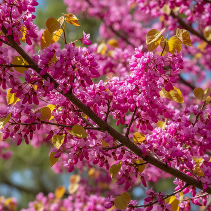 Eastern Redbud Tree Seeds (Cercis canadensis) – Ornamental Flowering Tree Seeds