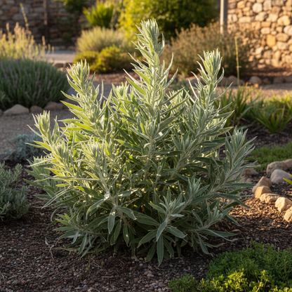 Echium Plantagineum Flower Seeds for Garden Planting