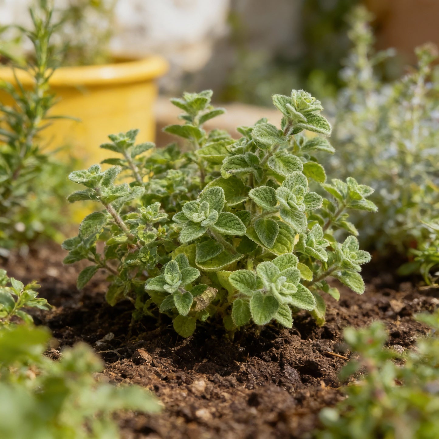 Wild Zaatar Oregano Seeds for Planting - Origanum syriacum