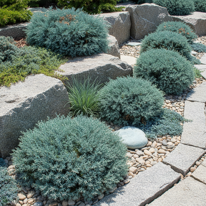 Compact Dwarf Blue Foliage Evergreen Shrub Seeds for Planting