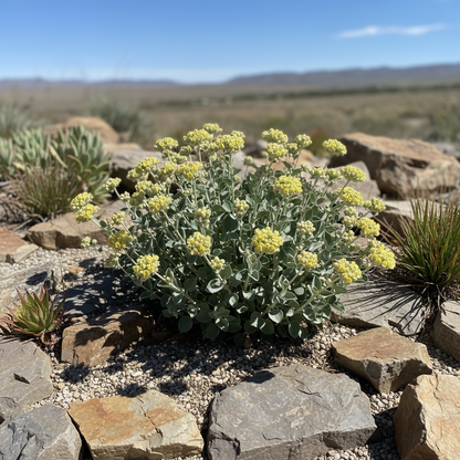 Eriogonum Umbellatum Seeds - Perennial Flower Seeds for Garden