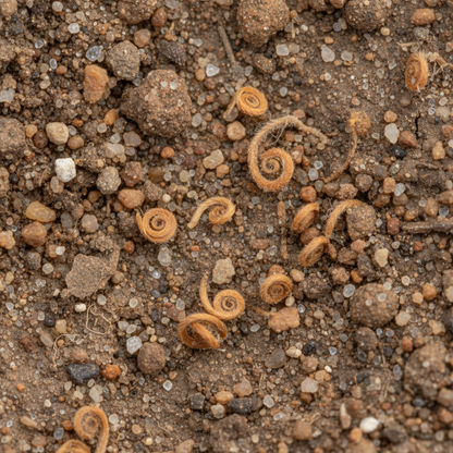 Erodium Castellanum Seeds for Garden Planting