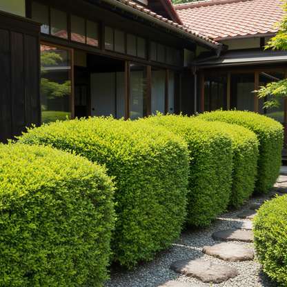 Japanese Boxwood Seeds for Planting – Versatile Evergreen Shrub for Hedges & Borders